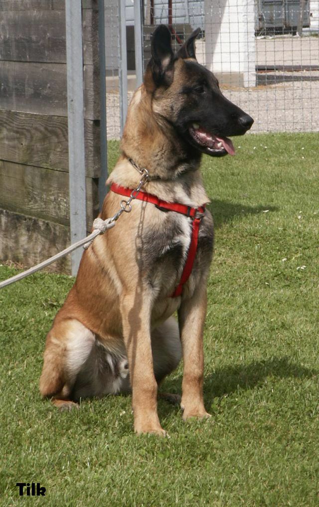 les chiens-tilk-017.jpg